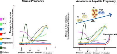 Autoimmune Hepatitis: Tolerogenic Immunological State During Pregnancy and Immune Escape in Post-partum